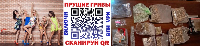 как найти закладки Ивантеевка Галлюциногенные грибы Psilocybine cubensis